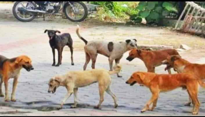 बल्लारपूर नगर परिषदेची मोकाट जनावरे व भटके कुत्रे पकडण्याची मोहिम सुरू